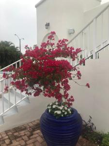 a plant in a blue pot sitting next to a staircase at Naples Dream at WTC with Heated Pool SPA Sauna 7 bicycles and 3 mls to beach in Naples