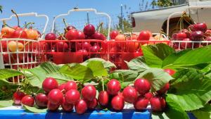 Φωτογραφία από το άλμπουμ του צימרים בגולן דובדבן בחרמון σε Mas'ada +17 φωτογραφίες