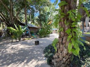 a tree with leaves on it next to a street at Sea Love Beach Bar & Bungalows in Ban Tai