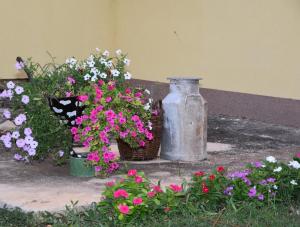 Zahrada ubytování Villa Kutija