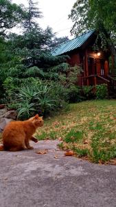 an orange cat sitting on the ground in front of a house at Cabaña Las Nubes in Río Ceballos