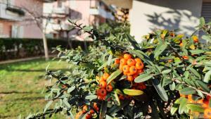 un montón de naranjas en un árbol en un patio en Casa di Checco, en San Benedetto del Tronto 95 fotos más