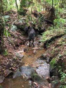 a dog standing in a stream of water at Pousada Chalés da Lua in Munhoz