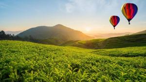 two hot air balloons flying over a green field at Sunshine Resort & Spa Sigiriya in Sigiriya