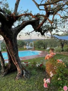 ein Baum im Garten mit Pool in der Unterkunft Tognazzi Casa Vacanze - Villa San Martino in Villa del Monte