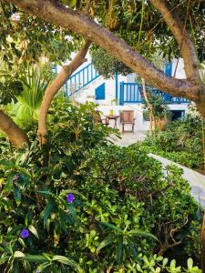 uma vista para um jardim com plantas e uma mesa em Matina Hotel em Míconos