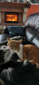 zwei Katzen, die auf einer Couch vor einem Kamin liegen in der Unterkunft AUBERGE LE GABACHOU in Montpezat-de-Quercy