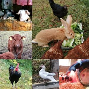 a collage of pictures of animals and chickens at Apartment Nazbauerhof in Rohr im Gebirge
