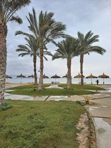 un grupo de palmeras y sombrillas en una playa en شالية مجهز بالكامل موسي كوست Fully Equipped Chalet Mosa Coast, en Ras Sedr