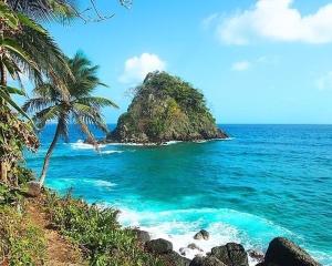 a beach with a palm tree and a small island at Hostal Portal Del Sol in Capurganá +22 photos