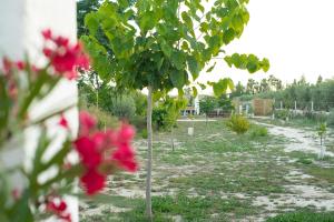 Vonkajšia záhrada v ubytovaní Casa de campo mediterránea en Alicante