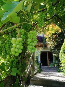 a bunch of green grapes hanging from a tree at Haus Meißnitzer in Taxenbach