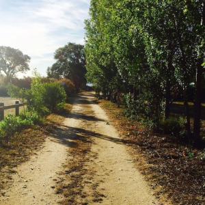 a dirt road with trees and a fence at Palauma Plage in Sari Solenzara