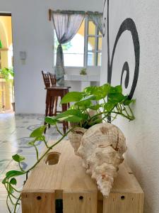una planta sobre una mesa de madera en Estudios Rehilete, en Isla Holbox