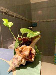 a plant sitting on top of a table at Estudios Rehilete in Holbox Island +114 photos