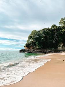 a sandy beach with trees and the ocean at Saboga Lodge in Saboga