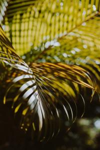 a close up of a close up view of a feather at Amaya Boutique Resort in Srithanu