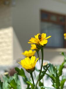 Zahrada ubytování Tea Bush Hotel