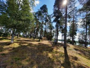 Une forêt avec des arbres et le soleil dans le ciel dans l'établissement Furudals Vandrarhem och Sjöcamping, à Furudal