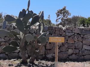Foto dalla galleria di Tenuta L'Alba di monte Matino a Otranto Altre 36 foto