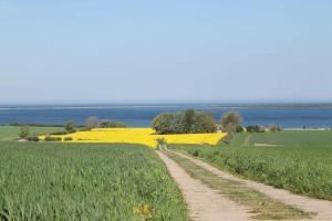 a dirt road through a field of yellow rapeseed at Salzhaff StrandHaeuser mit Kamin u in Pepelow
