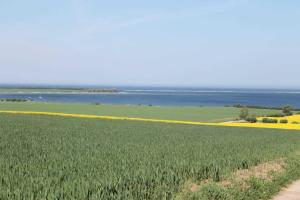 a field of crops with the ocean in the background at Salzhaff StrandHaeuser mit Kamin u in Pepelow