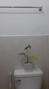 uma planta sentada em cima de um WC numa casa de banho em Casa Erelle -1 Bedroom guest house #2 em Antipolo