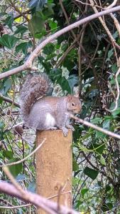 ein Eichhörnchen, das auf einem Posten sitzt in der Unterkunft Summerfields House in Hastings