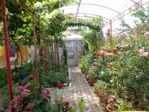 Zahrada ubytování Casa Munteanu