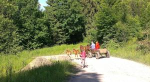 Billede fra billedgalleriet på Csendes Bükk 2 Kulcsosház i Izvoare