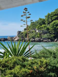 a view of the ocean and a plant at Corfu Dream Holidays Villas in Glyfada +40 photos