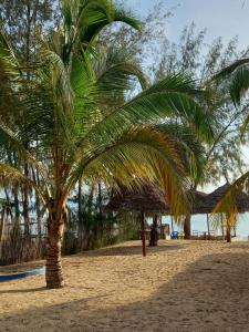 a palm tree on a sandy beach near the ocean at Tayana place in Kizimkazi