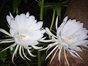 Fotografie z fotogalerie ubytování Jardin Secreto v destinaci Rosario