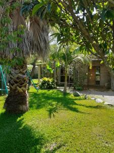 una palma in un cortile accanto a una casa di Morro del Tesoro a Punta del Este