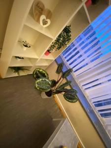 a potted plant sitting on the floor next to a window at Luxury Apartment in Woolwich Arsenal in Woolwich