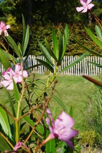 a bush with pink flowers in front of a fence at Vakantiehuis vlakbij het strand en natuur in Biervliet