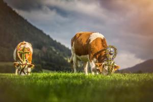 two cows grazing in a field of green grass at Der Anderlbauer am See in Schliersee