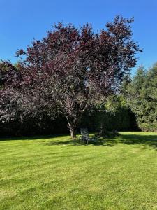 una panchina da parco seduta sotto un albero in un campo di Haus Kristal a Walsdorf