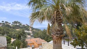 a palm tree with a bunch of leaves on it at 2Vil01 - Lloret de Mar in Lloret de Mar