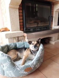 un chien dormant dans un lit pour chien devant une cheminée dans l'établissement Relais équestre du Miloir - chambres d'hôtes, à Saint-Martin-de-la-Lieue