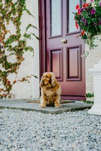 Kućni ljubimac ili ljubimci koji borave u objektu Abbeyview House B&B and Glamping