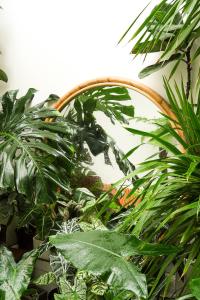 a bunch of green plants in a room at Laé Hostel in Tuy Hoa