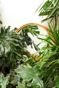 綏和的住宿－Laé Hostel，房间里的一束绿色植物