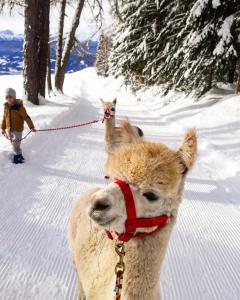 Το Hinterwalderhof τον χειμώνα