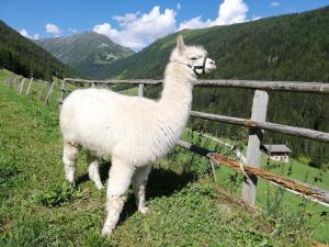 Άλλα ζώα σε αυτό το διαμέρισμα ή στη γύρω περιοχή