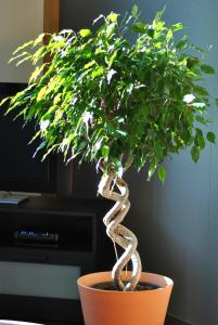 a plant in a pot with a snake growing on it at Un espace au bord de l'eau in Paliseul