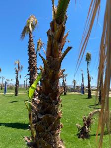 eine Palme auf einem Rasen mit Palmen in der Unterkunft Ayvalık Sea Resort in Ayvalık
