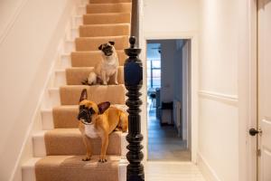 two dogs sitting on the stairs in a house at Doghouse Margate in Kent
