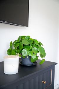 a potted plant sitting on top of a cabinet at Doghouse Margate in Kent