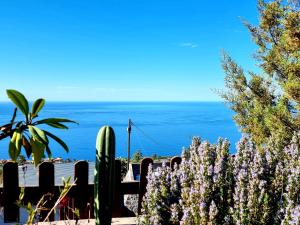 a cactus and a fence with the ocean in the background at Fide in Tijarafe